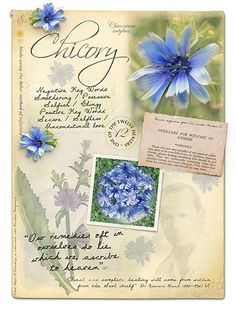 an old fashioned greeting card with blue flowers