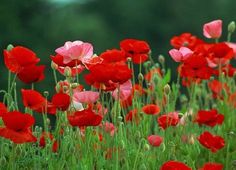 red and pink flowers are growing in the grass