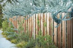 a wooden fence with plants growing on it