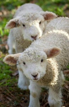 two baby sheep standing next to each other in the grass