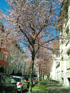 cars parked on the side of a street next to trees with pink flowers in bloom