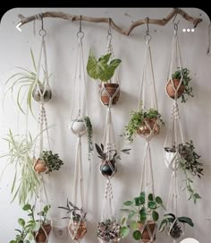 several hanging planters with plants in them on a white wall next to a wooden branch