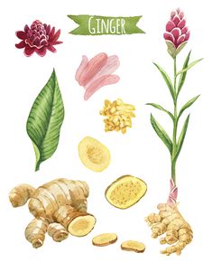 watercolor illustration of ginger and its parts