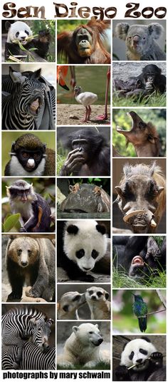 many different animals are shown together in this collage with the caption's name