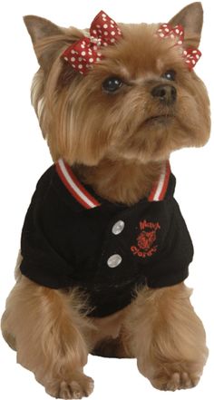 a small brown dog wearing a black shirt and red polka dot hair bow on its head