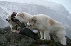 two white dogs standing next to each other on top of a mountain