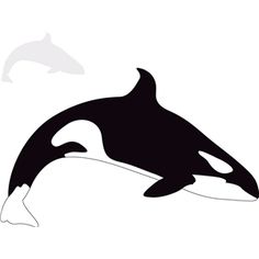 an orca jumping out of the water with its head in the air and another one behind it