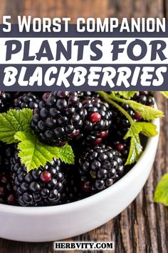 blackberries in a white bowl with the title 5 worst companion plants for blackberries