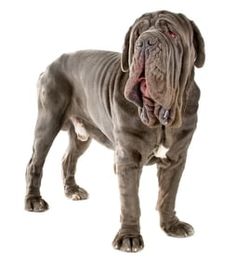 a large gray dog standing on top of a white floor