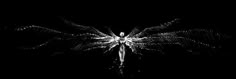 a black and white photo of a butterfly in the dark with lights on it's wings