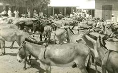 an old black and white photo of donkeys in the street with people standing around them