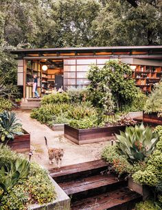 a cat walking down some steps in front of a building with plants and trees around it