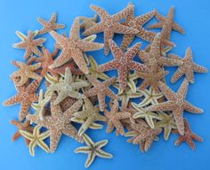 a pile of starfish on a blue background