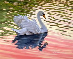 a white swan floating on top of a body of water