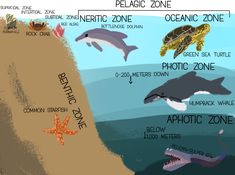 the different types of sea animals are depicted in this graphic above an ocean floor map