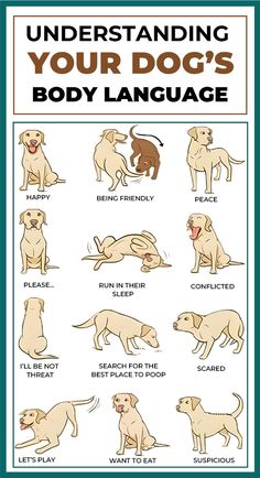 an illustrated guide to understand your dog's body language, with instructions on how to use