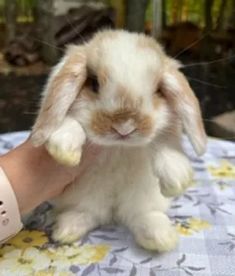 a small white rabbit sitting on top of a person's hand next to a stuffed animal