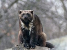 a brown and black animal sitting on top of a log