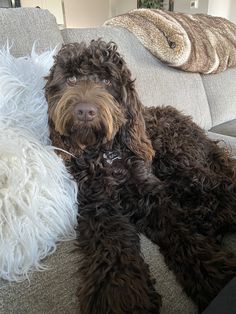 a brown dog laying on top of a couch next to a white and black pillow