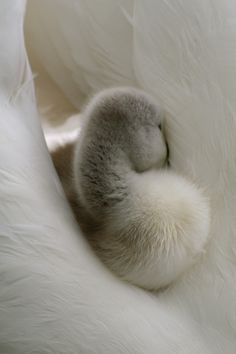 a baby bird is curled up in the white fur on its back and it's head sticking out