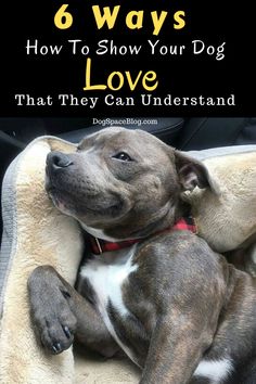 a dog laying on top of a couch with the title 6 ways how to show your dog love that they can understand