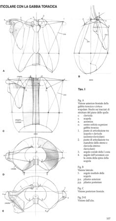 the diagram shows how to draw an animal's head and neck with different angles