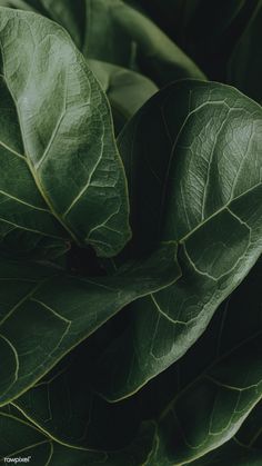 closeup of green leafy plant with dark background