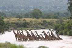 a group of giraffes are standing in the water