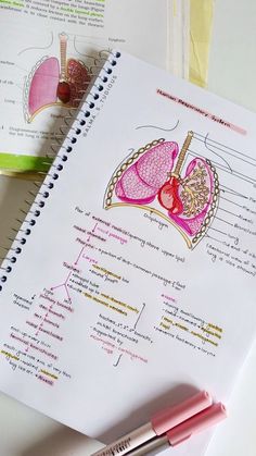 Lung Anatomy Aesthetic, Class11 Biology Notes, Anatomy And Physiology Heart Notes, Anesthesiology Notes, Reproduction In Animals Notes, Lungs Notes, Bio Notes Ideas, Homeostasis Biology Notes, Breathing And Exchange Of Gases Notes