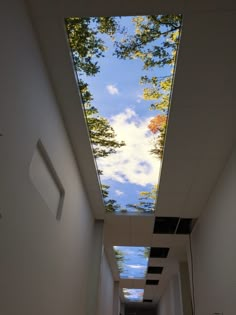 an empty hallway leading to the sky with trees on either side and blue skies above