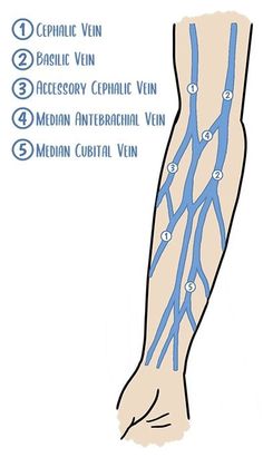 a diagram of the arm and wrist with different vein types