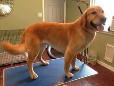 a large brown dog standing on top of a blue mat