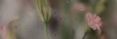 pink flowers are seen through the raindrops on a window