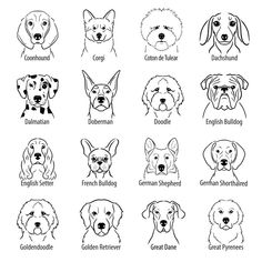 the different breeds of dogs that are available for each type of dog, and their names