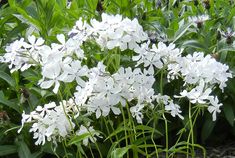 white flowers are blooming in the garden