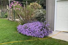 purple flowers in the grass next to a white door and fence with a yellow hose