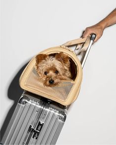 a small dog is sitting in a piece of luggage with his owner's hand