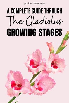 A Complete Guide Through The Gladiolus Growing Stages Peperomia Plant, Alocasia Plant, Calathea Plant, Pothos Plant, Jade Plants