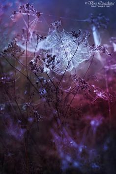 the spider web is on top of some purple and red plants in front of a blue sky