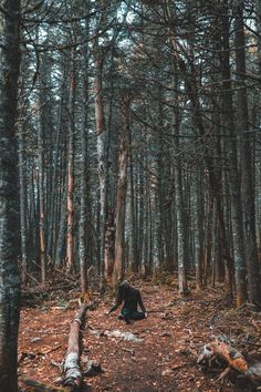 two people in the woods with trees and leaves on the ground, one person is kneeling down