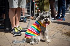 a small dog wearing a colorful shirt on a leash with people in the background behind it