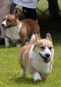 two brown and white dogs on leashes running in the grass with people behind them