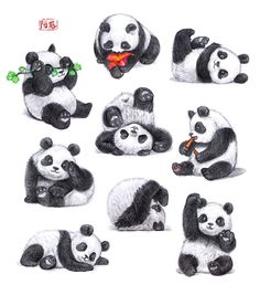 the pandas are eating and playing together in different positions on the white background with chinese characters