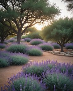 lavender flowers and trees in the desert at sunset