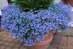 a potted plant with blue flowers in it