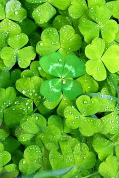 green clovers with water droplets on them are in the grass, close up photo