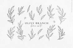 olive branch hand drawn set on white background