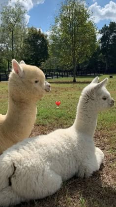 two alpacas sitting on the ground in a field