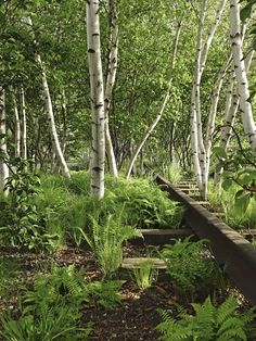 an area with many trees and plants in it