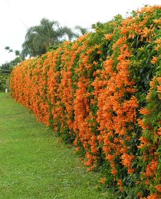 orange flowers line the side of a green field